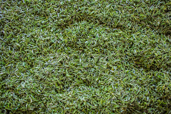 Tè fresche tè verde foglie completo foglia Foto d'archivio © wxin