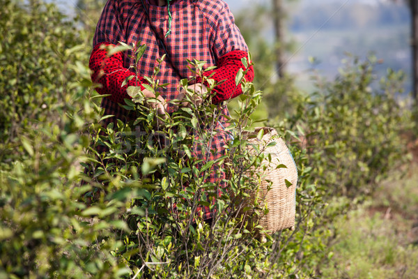 tea worker Stock photo © wxin