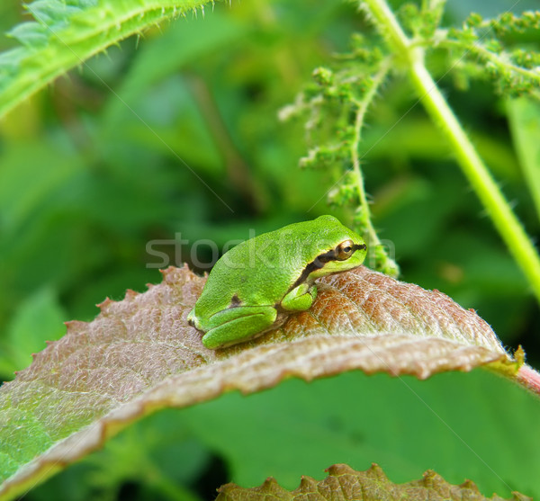 tree frog Stock photo © X-etra