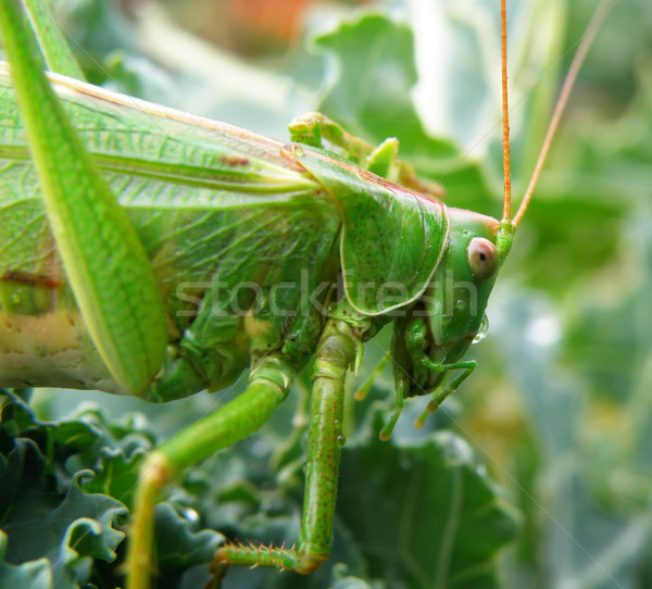 Insect foto macro detail groene ogen Stockfoto © X-etra