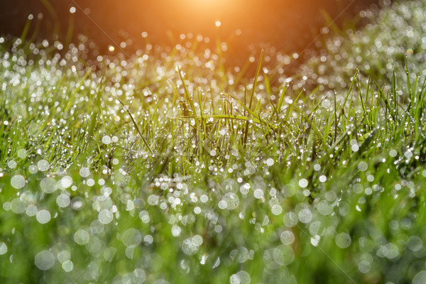 Verão manhã jardim idílico gotas de água orvalho Foto stock © X-etra