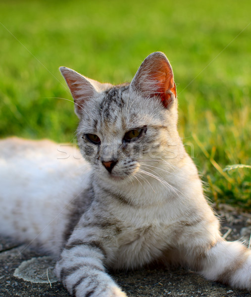 Stockfoto: Kat · cute · portret · weinig · tuin · mooie