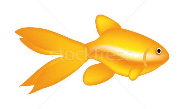 Arany hal izolált fehér könyv férfi Stock fotó © X-etra