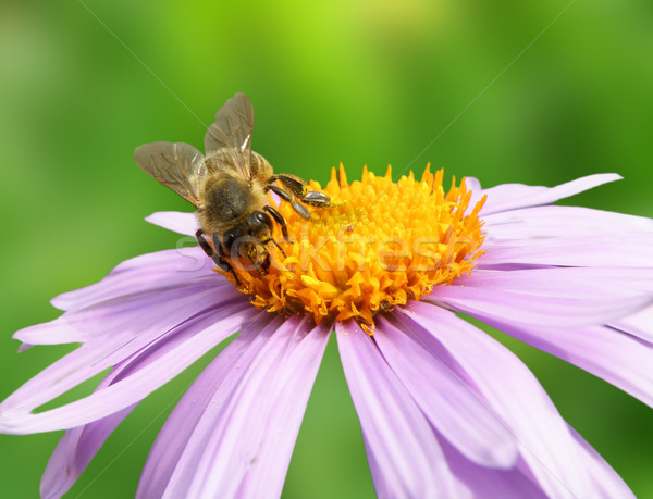 Kép gyönyörű ibolya virág méh részlet Stock fotó © X-etra