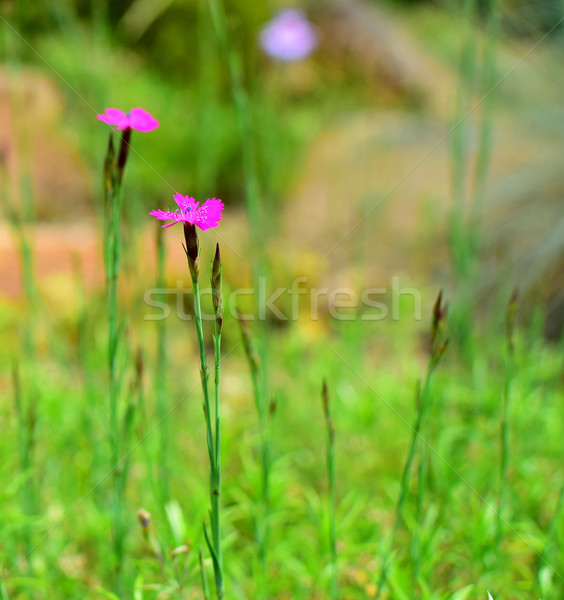Flor pormenor jardim de flores verão tempo Foto stock © X-etra