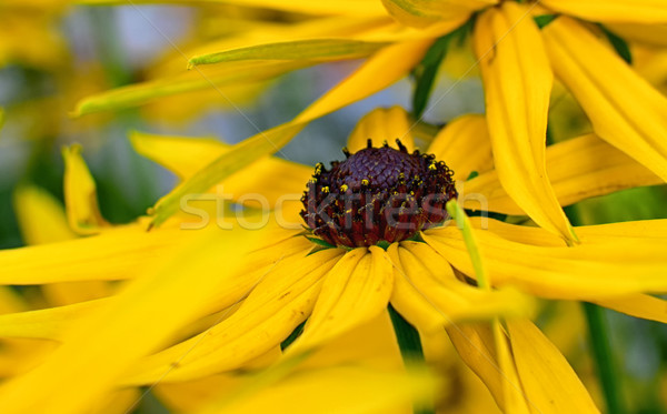 Gelb Blume hellen schwarz Blumen Garten Stock foto © X-etra