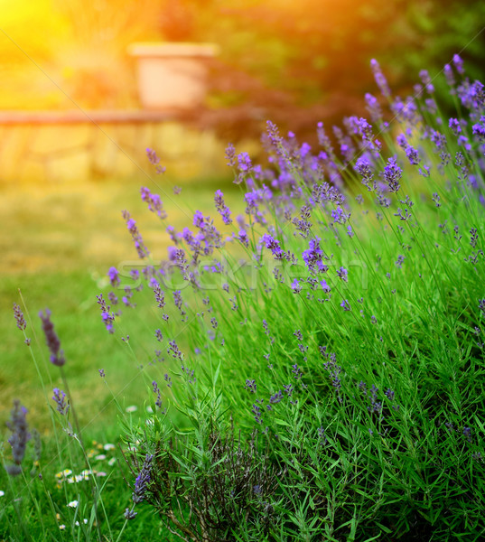 Lavender flowers Stock photo © X-etra