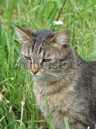 Retrato gato pormenor grama verde olho casa Foto stock © X-etra