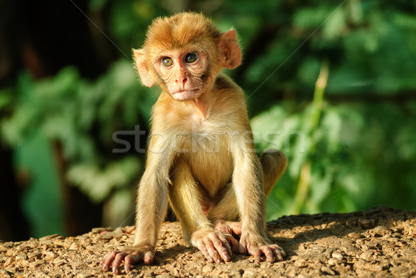 A young Rhesus Macaque monkey Stock photo © Xantana