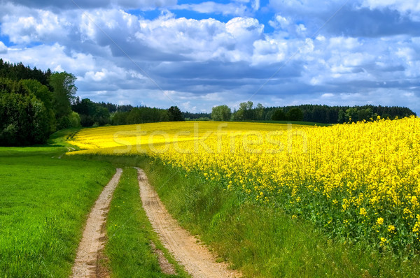 Foto stock: Florescimento · campo · tempestuoso · verão · dia · estrada · rural