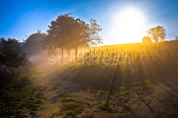 Foto stock: Sol · manana · niebla · vina · vista