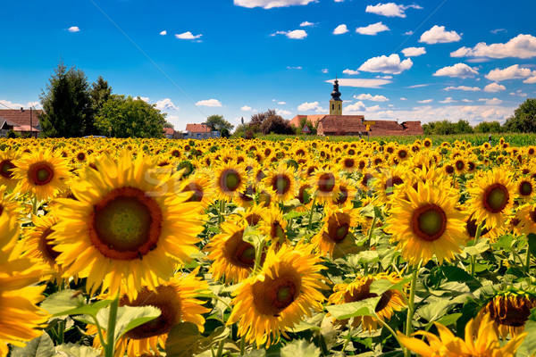 Regiune peisaj floarea-soarelui câmp vedere idilic Imagine de stoc © xbrchx