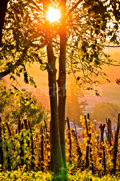 Foto stock: Puesta · de · sol · vina · árbol · vertical · vista · región