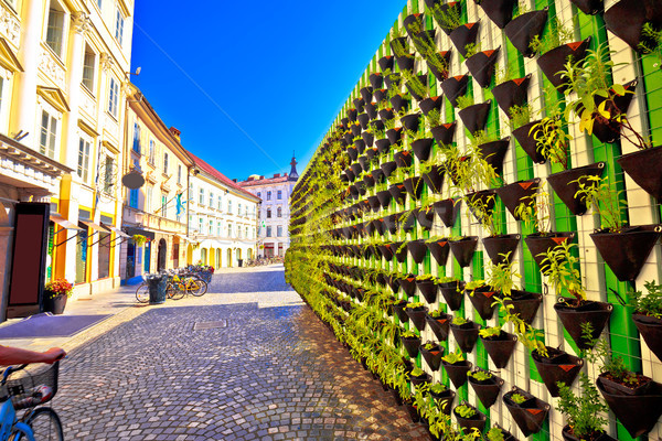 Green eco wall in Ljubljana city center Stock photo © xbrchx