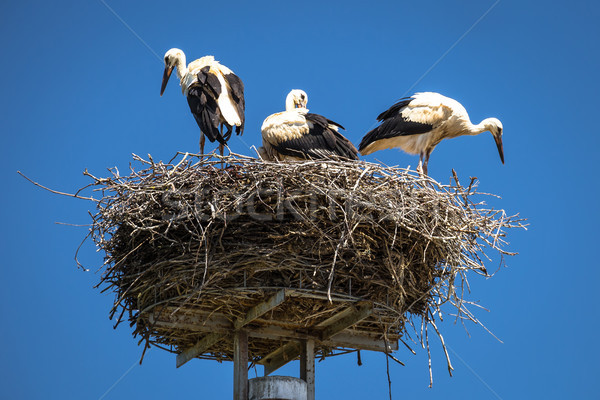 Barză cuib Blue Sky primavara natură familie Imagine de stoc © xbrchx