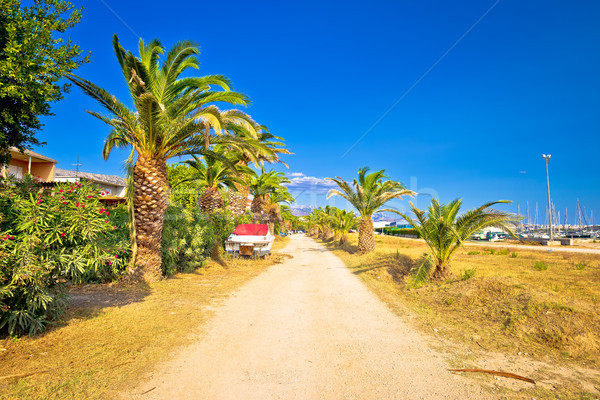 Palm walkway by the sea in Kastela bay Stock photo © xbrchx