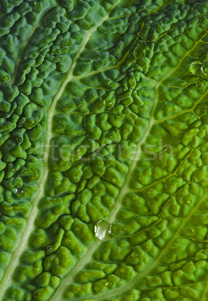 Liści shot kroplami wody roślin spadek Zdjęcia stock © Ximinez