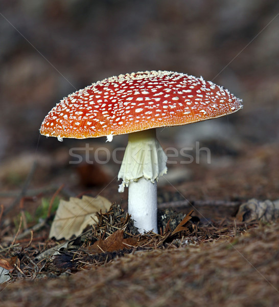 Fly agaric Stock photo © Ximinez