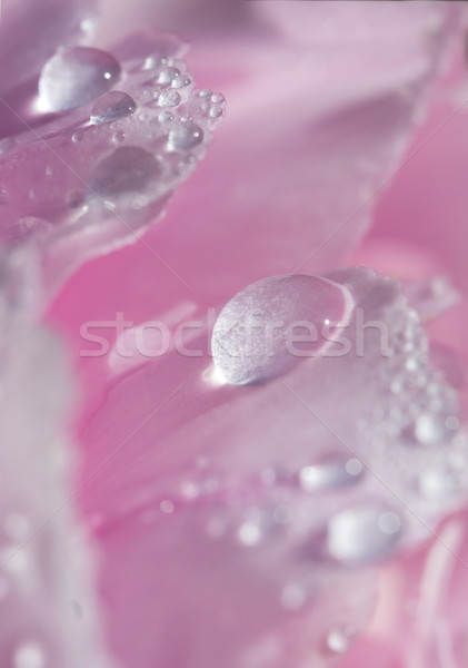 Las gotas de lluvia frescos flor rosa belleza planta caída Foto stock © Ximinez