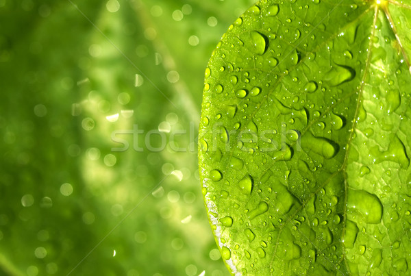 Regendruppels groene bladeren groen blad gedekt ondiep Stockfoto © Ximinez