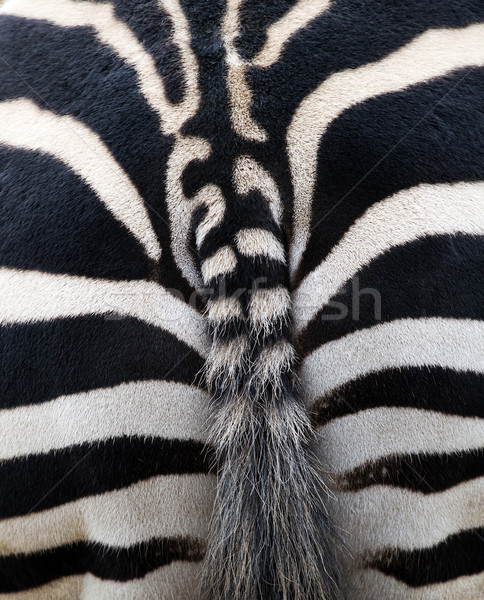 Cebra caballo pelo atrás negro patrón Foto stock © Ximinez