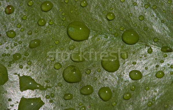 Stock foto: Regentropfen · green · leaf · bedeckt · seicht