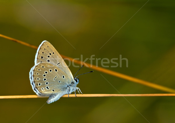 Stockfoto: Groot · Blauw · vlinder · shot · blad
