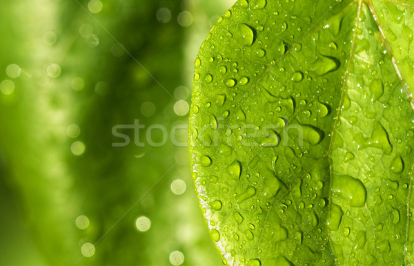 Regendruppels groene bladeren groen blad gedekt ondiep Stockfoto © Ximinez