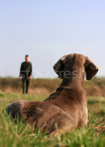 犬の訓練 犬 草 注目 男 戻る ストックフォト © Ximinez