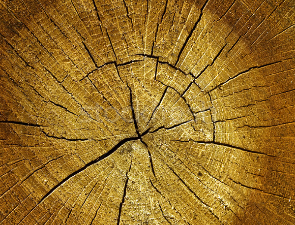 Oak log surface Stock photo © Ximinez