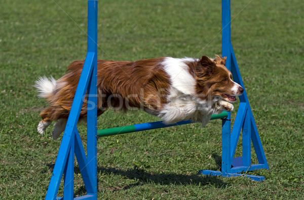 Brown border collie jumps hurdles Stock photo © Ximinez
