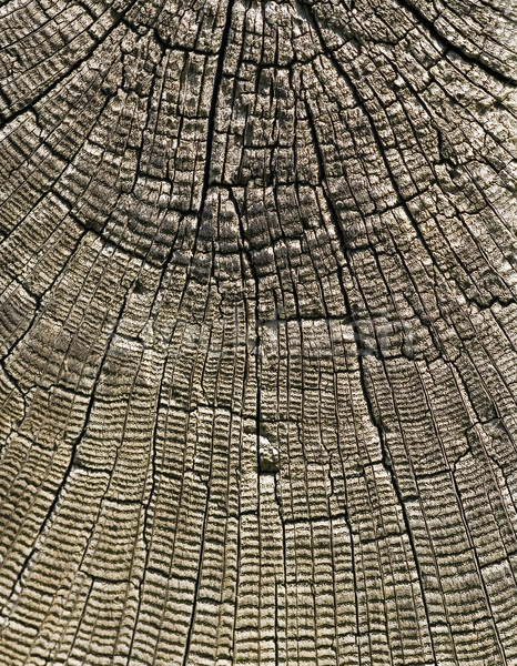 木材 表面 ひびの入った 背景 壁紙 オーク ストックフォト © Ximinez