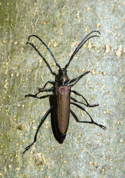 Musk beetle Stock photo © Ximinez