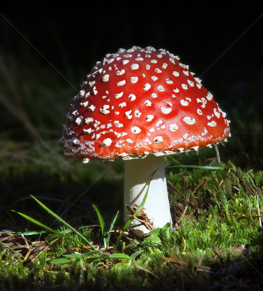 Volée jeunes fruits corps herbe bois [[stock_photo]] © Ximinez