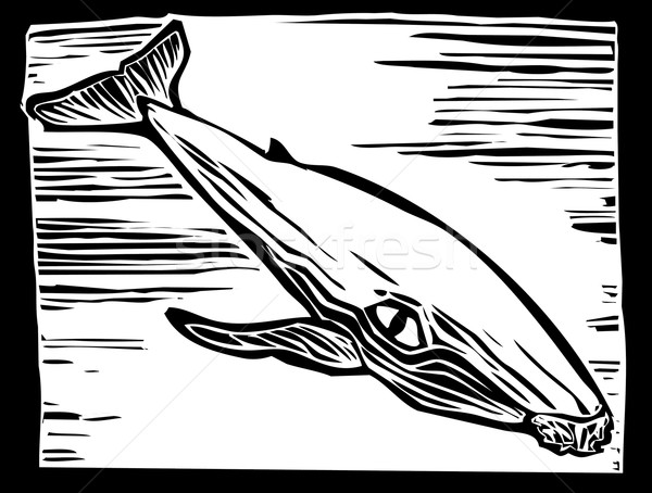 Humpback Whale Stock photo © xochicalco