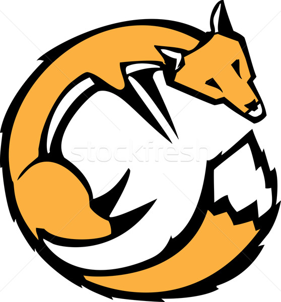 Curled Fox Stock photo © xochicalco