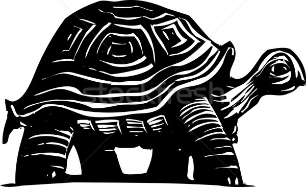 Turtle Stock photo © xochicalco
