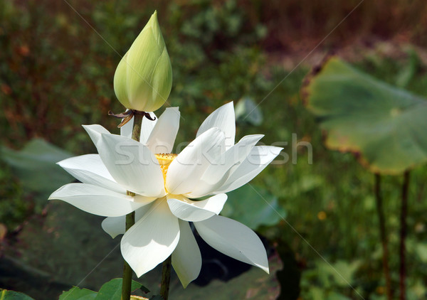 Vietnamese flower, white lotus flower Stock photo © xuanhuongho