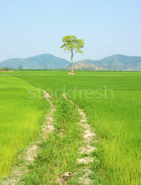 tree, Vietnam paddy field, Stock photo © xuanhuongho