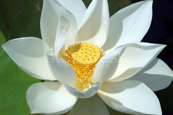 Floare alb simbol Vietnam Imagine de stoc © xuanhuongho