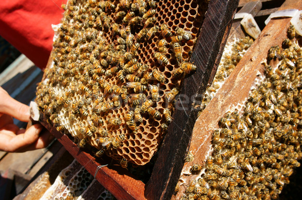 Beekeeping at Vietnam, beehive, bee honey Stock photo © xuanhuongho