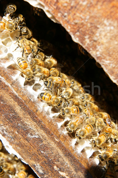Beekeeping at Vietnam, beehive, bee honey Stock photo © xuanhuongho