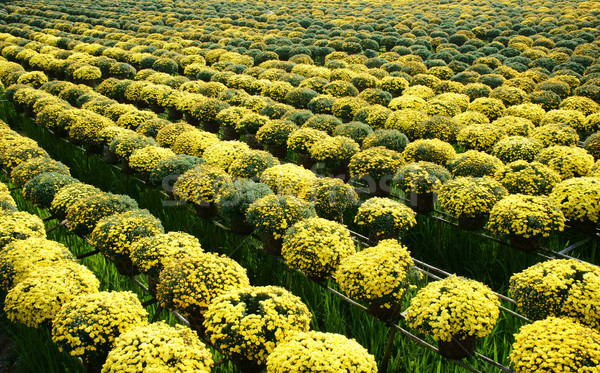 Sucesso primavera margarida flor Vietnã Foto stock © xuanhuongho
