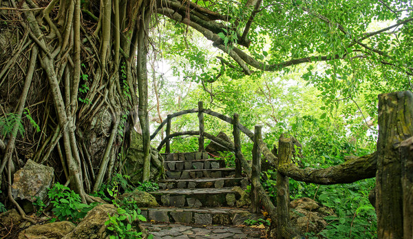 Amazing stone staircase, fence, tree Stock photo © xuanhuongho