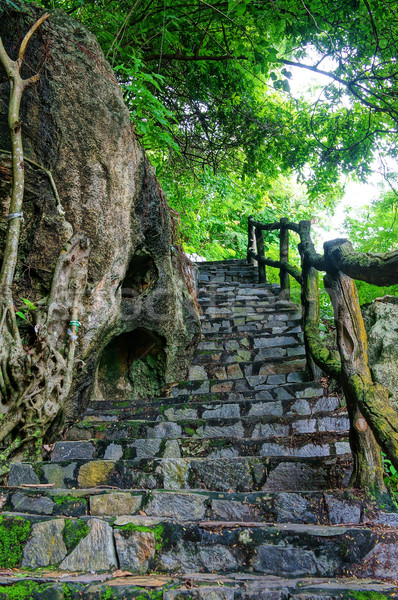 Surpreendente pedra escada cerca árvore cena Foto stock © xuanhuongho