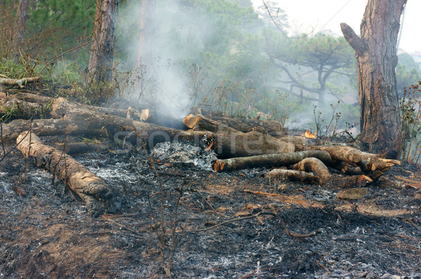Kuru çim orman yangını kül çam Stok fotoğraf © xuanhuongho