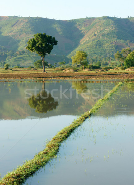 Agriculture field, tree, mountain, reflect Stock photo © xuanhuongho