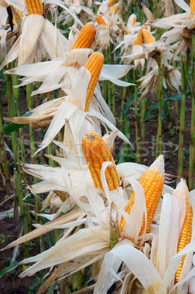 Stock photo: Experiment garden, yellow maize, Vietnam, agriculture, corn