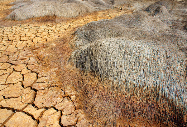 Susza gruntów zmiany klimatyczne hot lata siano Zdjęcia stock © xuanhuongho