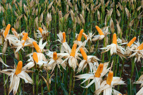 Stock photo: Experiment garden, yellow maize, Vietnam, agriculture, corn